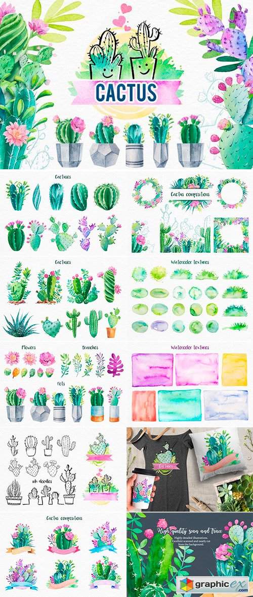 Cactus. Watercolor illustrations