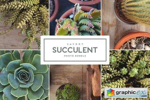 Savory Succulent Photo Bundle