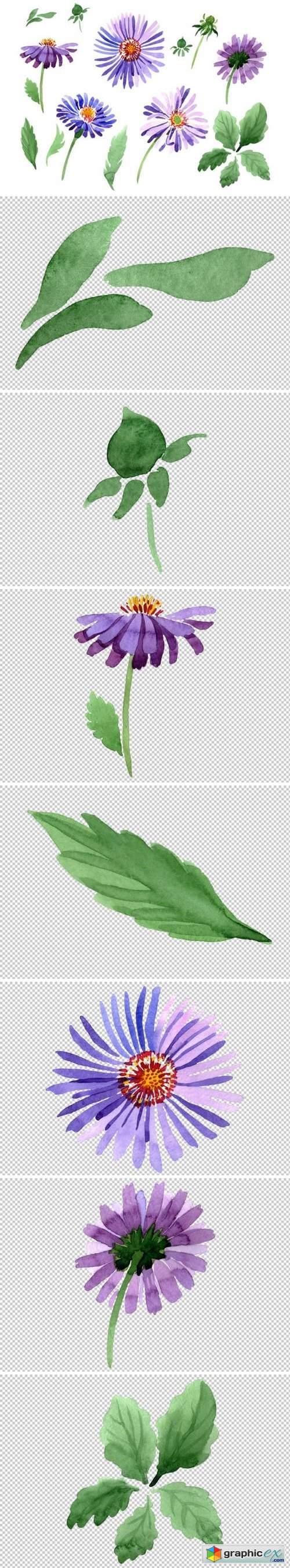 Asters Watercolor png