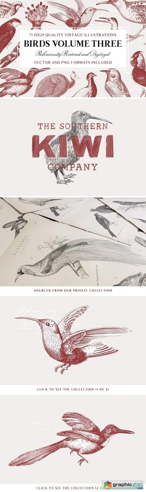 71 Engraved Bird Illustrations