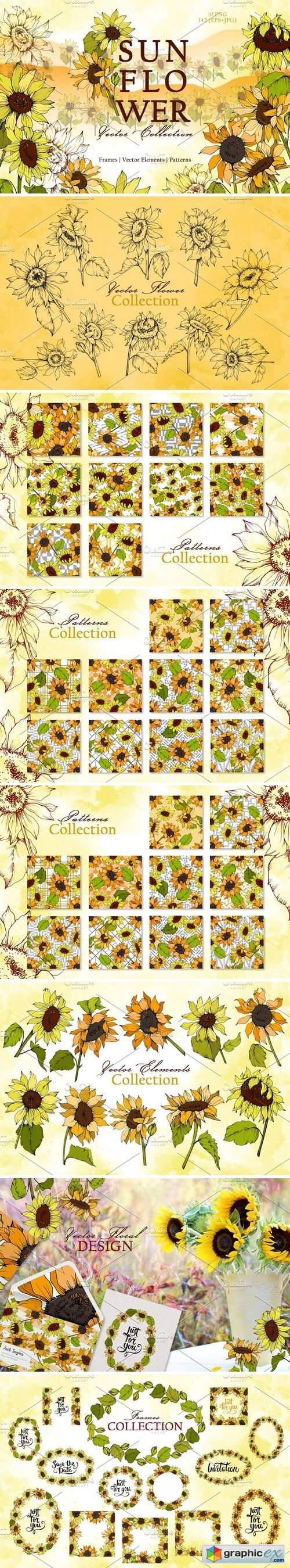 Sunflower Vector Collection