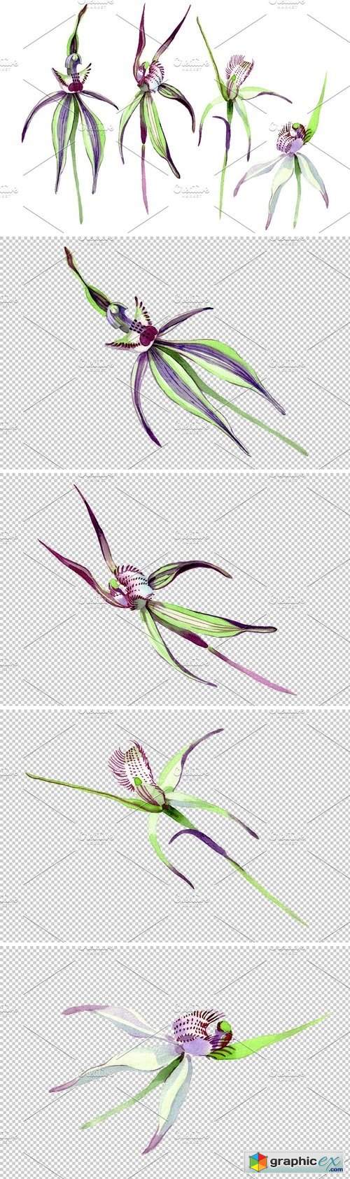 Wild orchid Watercolor png