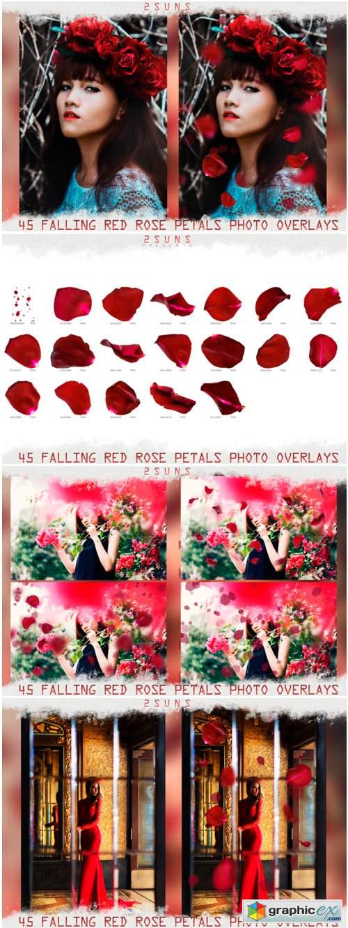 Falling Rose Petals Photo Overlays 1669599