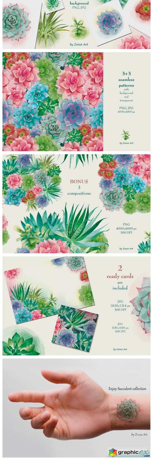 Succulents Illustrations and Patterns