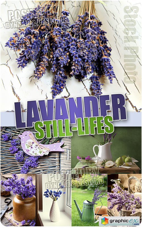 Vector Lavender Still-lifes - UHQ Stock Photo