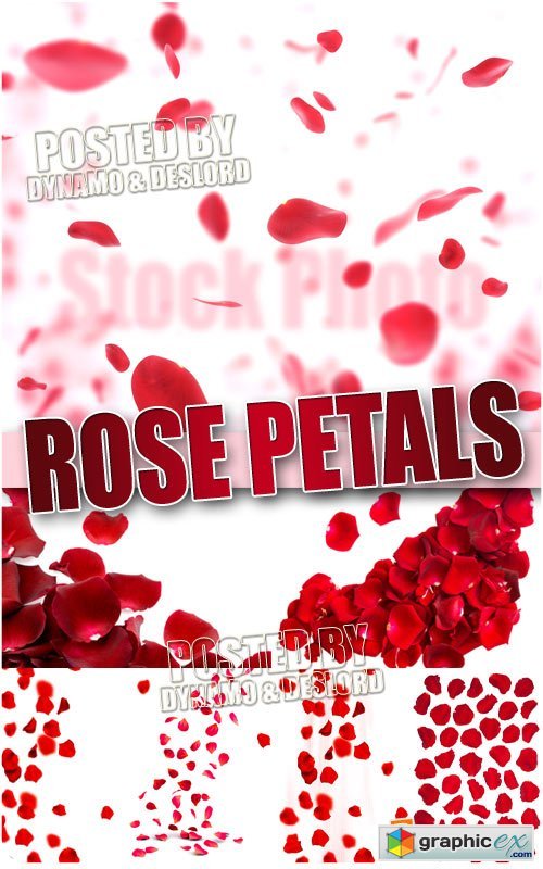 Rose petals - UHQ Stock Photo