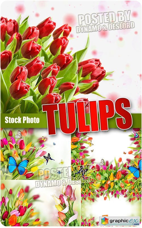 Tulips - UHQ Stock Photo