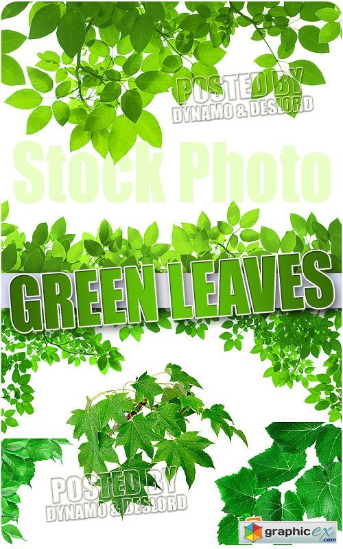 Green leaves - UHQ Stock Photo