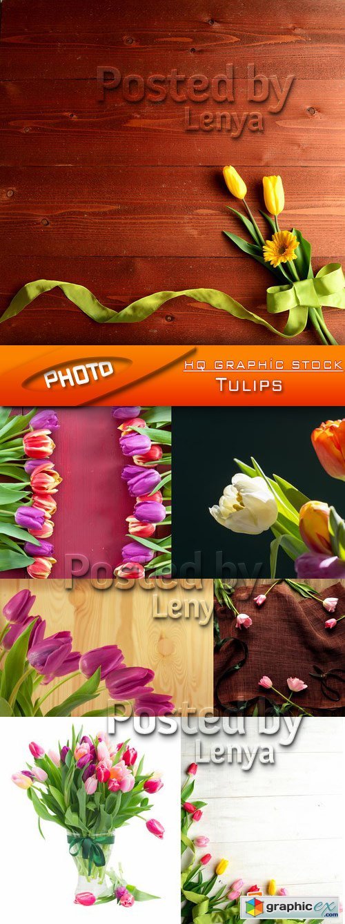 Stock Photo - Tulips