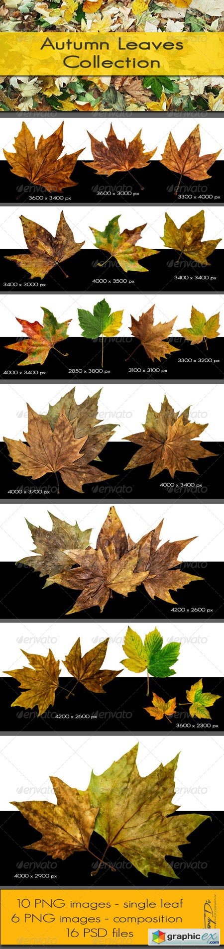 Autumn Leaves Collection 5697592