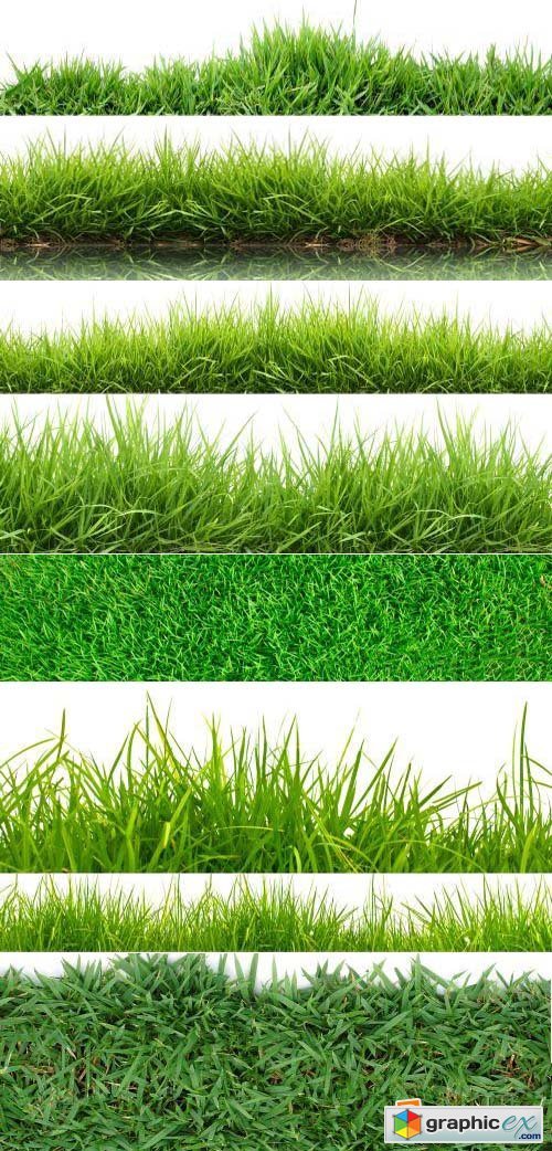 Grass on White Background 25xJPG