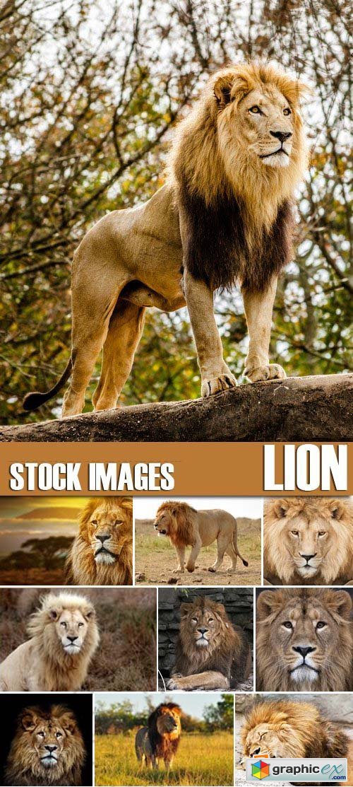 Stock Photos - Lion, 25xJPG