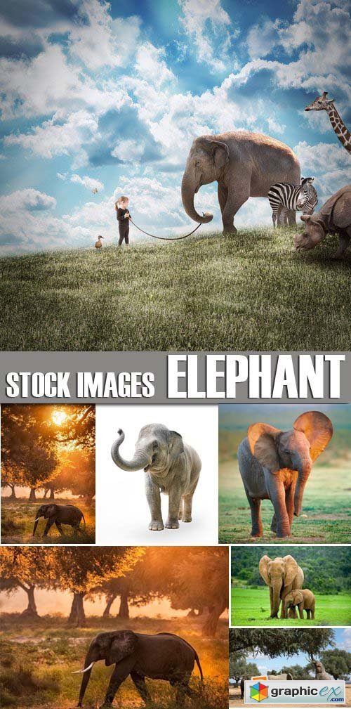 Stock Photos - Elephant, 25xJPG