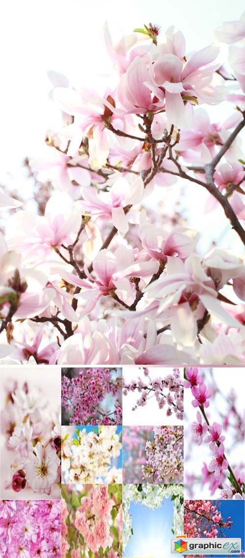 Spring blossom trees, 25xJPGs
