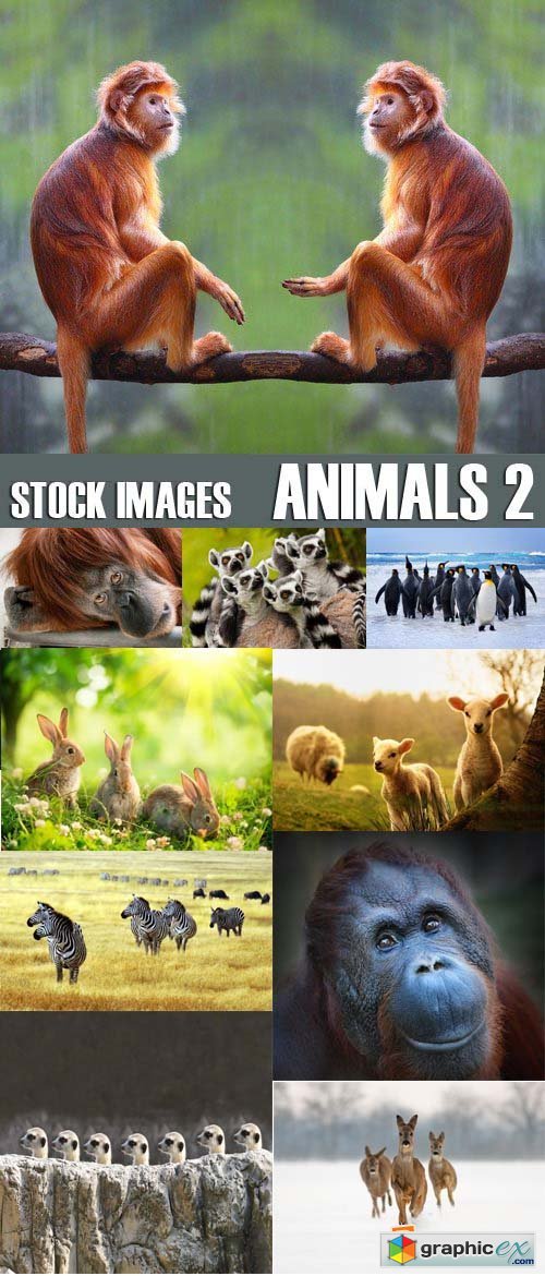 Stock Photos - Animals 2, 25xJPG