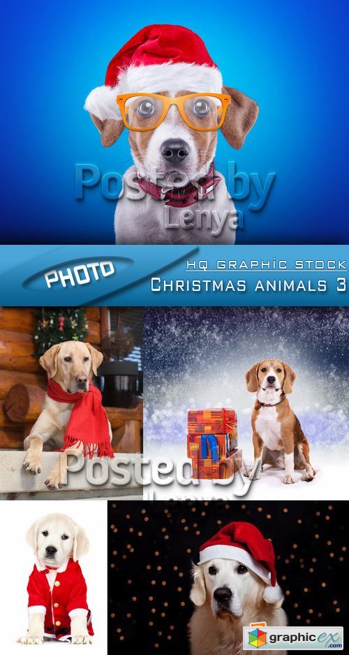 Stock Photo - Christmas animals 3