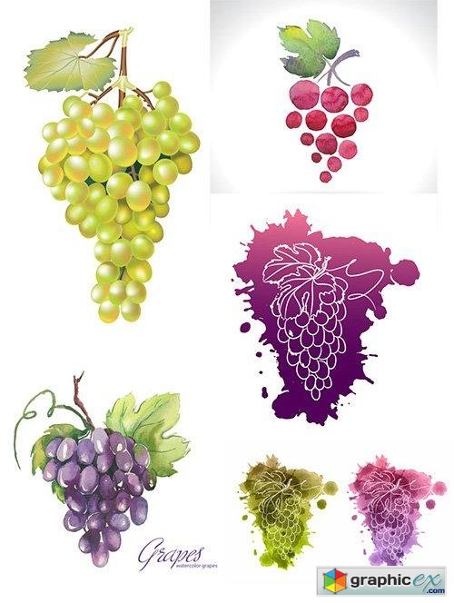 Watercolor illustrations of grapes Vector Set