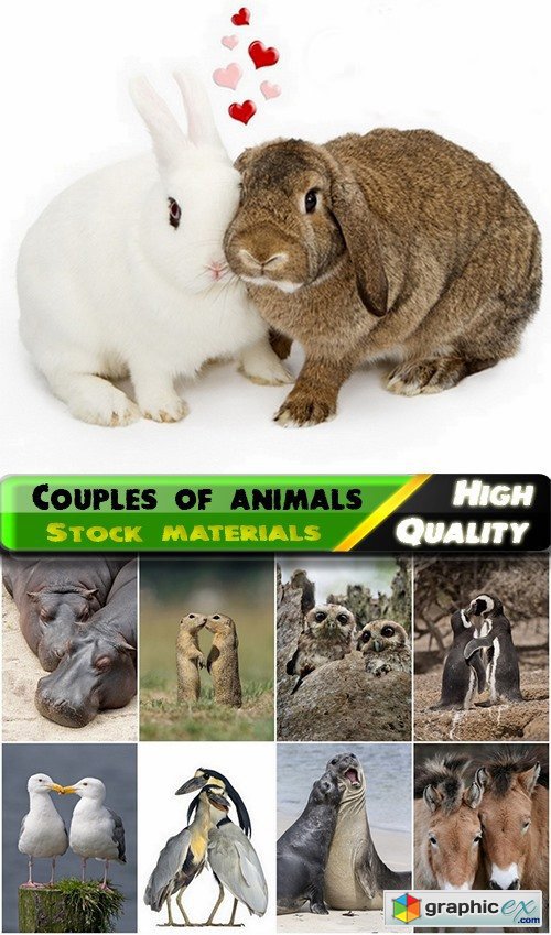 Beautiful couples of animals Stock images - 25 HQ Jpg