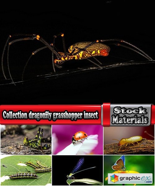 Collection dragonfly grasshopper insect butterfly caterpillar bug spider web 25 HQ Jpeg