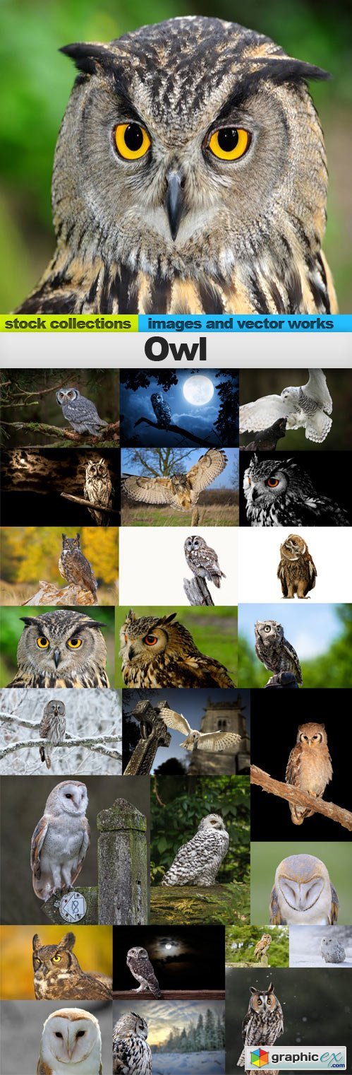 Owl,25 x UHQ JPEG