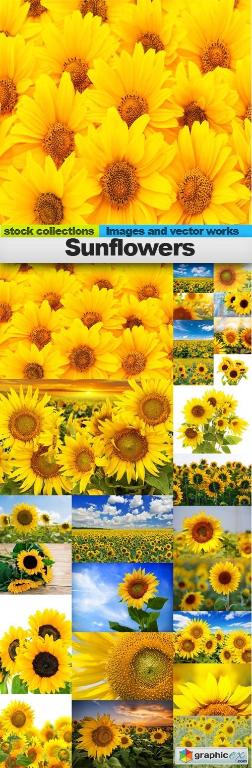 Sunflowers,25 x UHQ JPEG