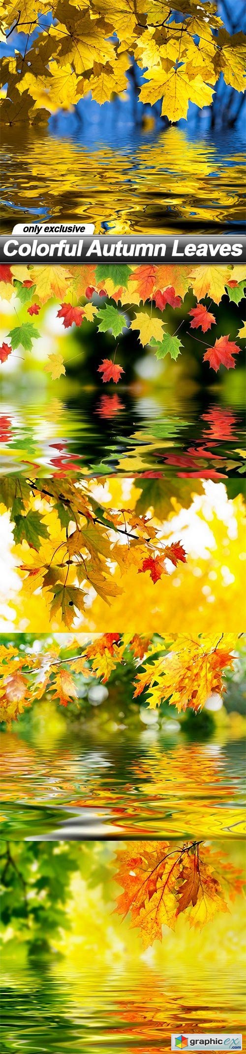 Colorful Autumn Leaves - 5 UHQ JPEG