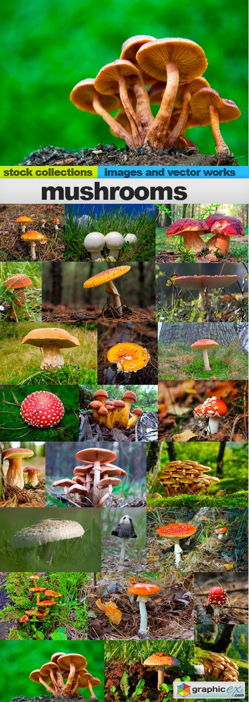 Mushrooms, 25 x UHQ JPEG