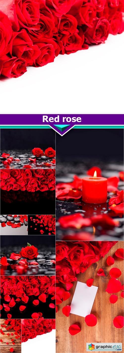 Red rose 10X JPEG