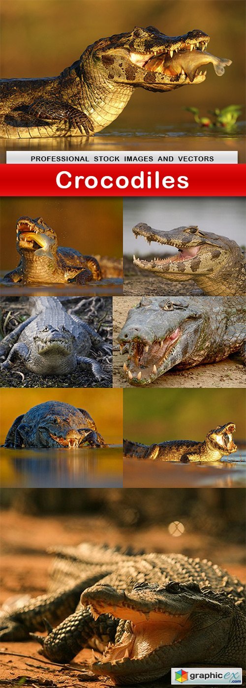 Crocodiles - 8 UHQ JPEG