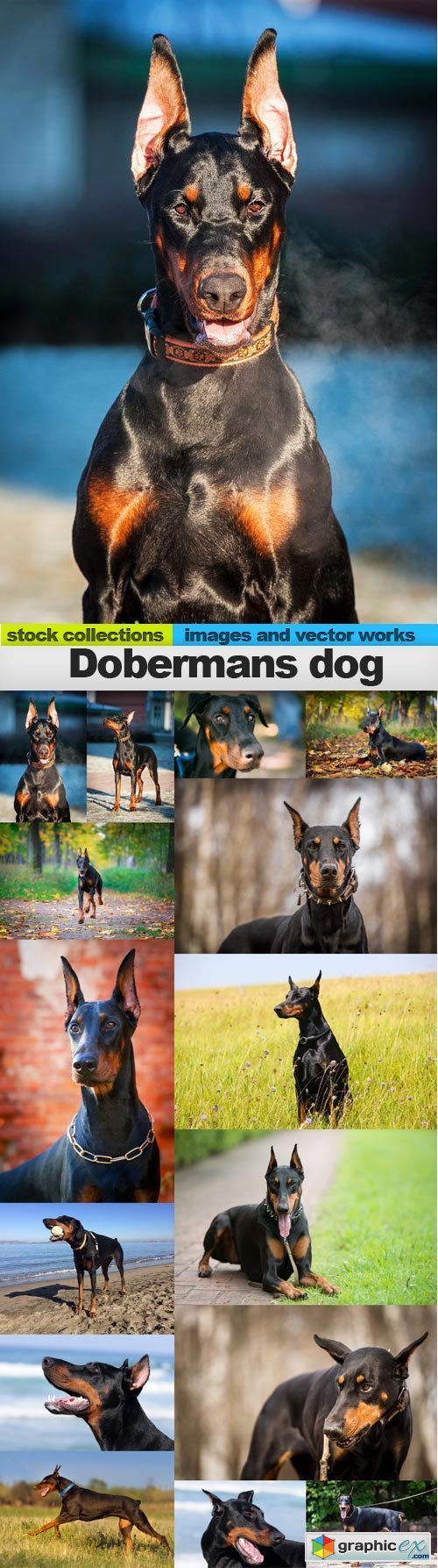 Dobermans dog, 15 x UHQ JPEG