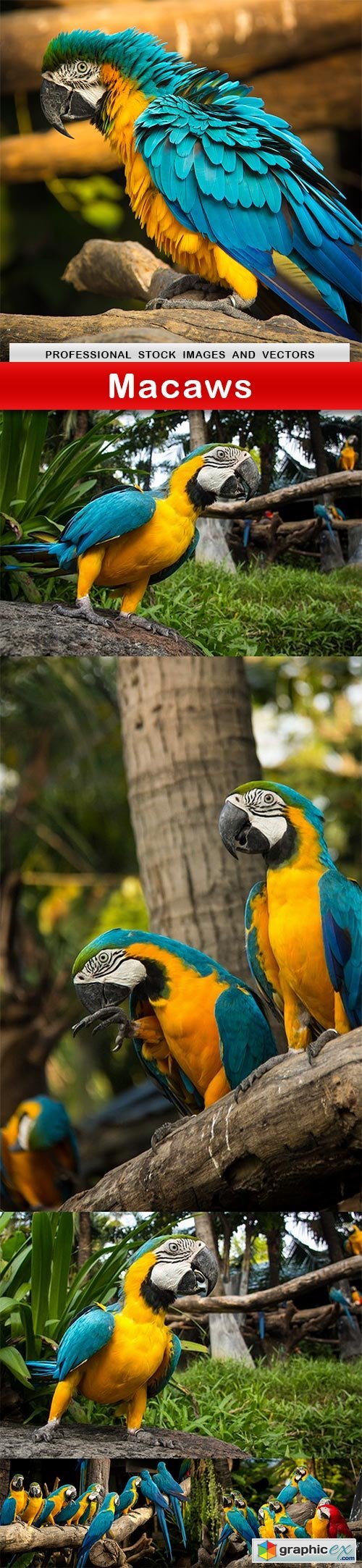 Macaws - 6 UHQ JPEG