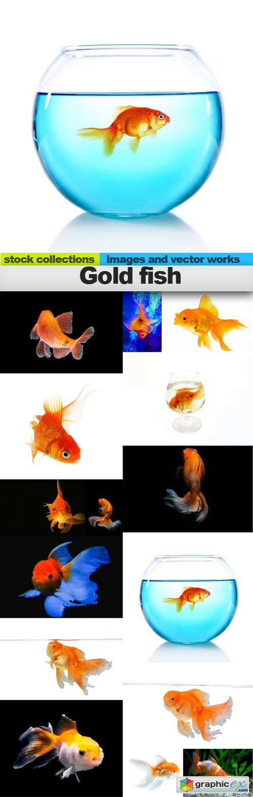 Gold fish, 15 x UHQ JPEG