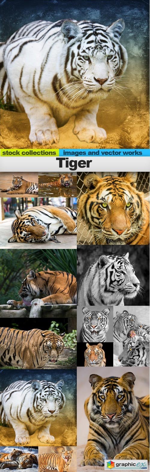 Tiger, 15 x UHQ JPEG