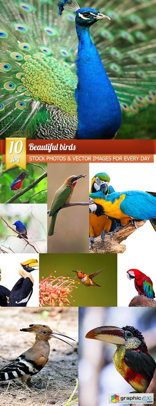 Beautiful birds, 10 x UHQ JPEG