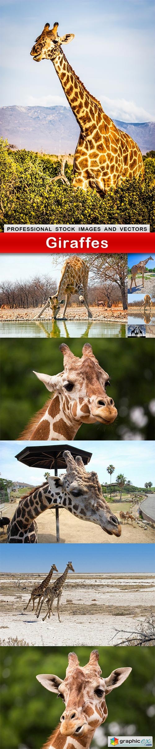 Giraffes - 10 UHQ JPEG