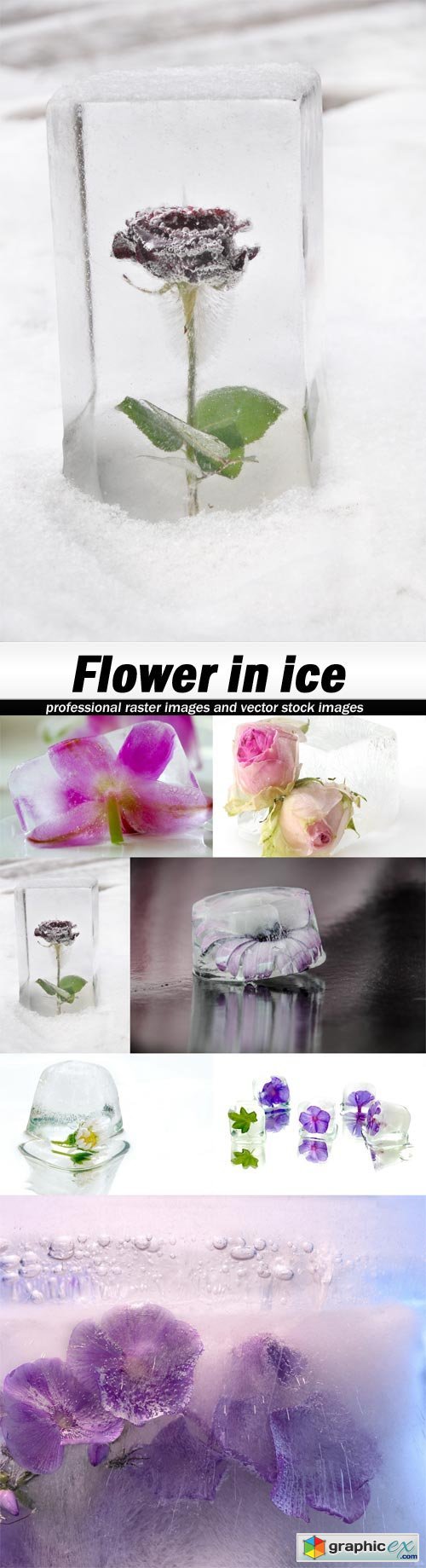 Flower in ice