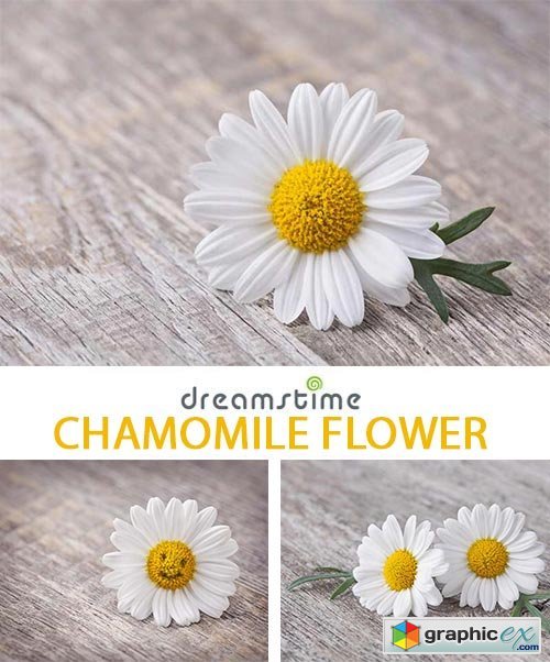 Chamomile Flower - 3xTIFF