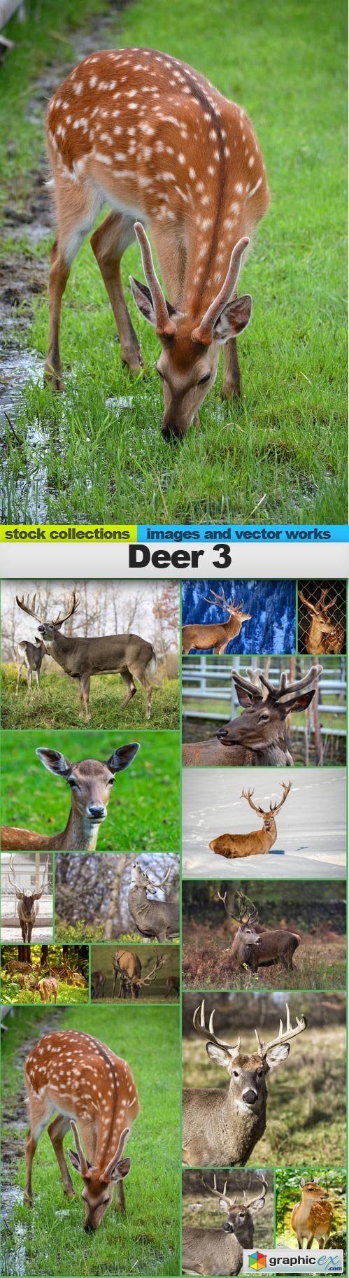 Deer 3, 15 x UHQ JPEG