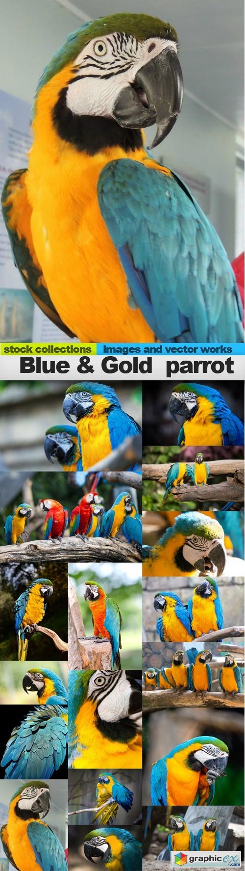 Blue & Gold parrot, 17 x UHQ JPEG