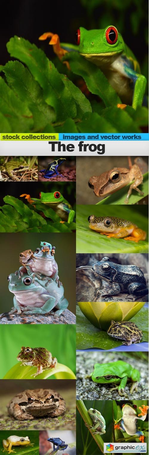 The frog, 15 x UHQ JPEG