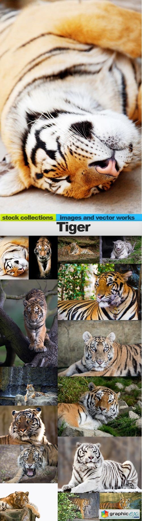 Tiger 2, 15 x UHQ JPEG