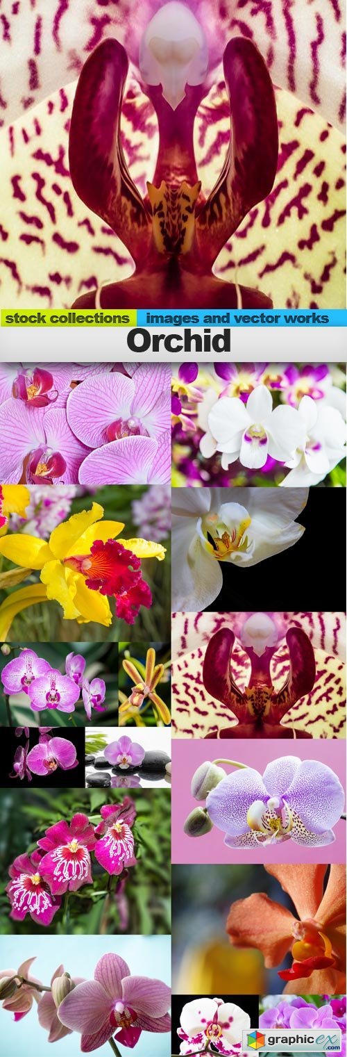 Orchid, 15 x UHQ JPEG
