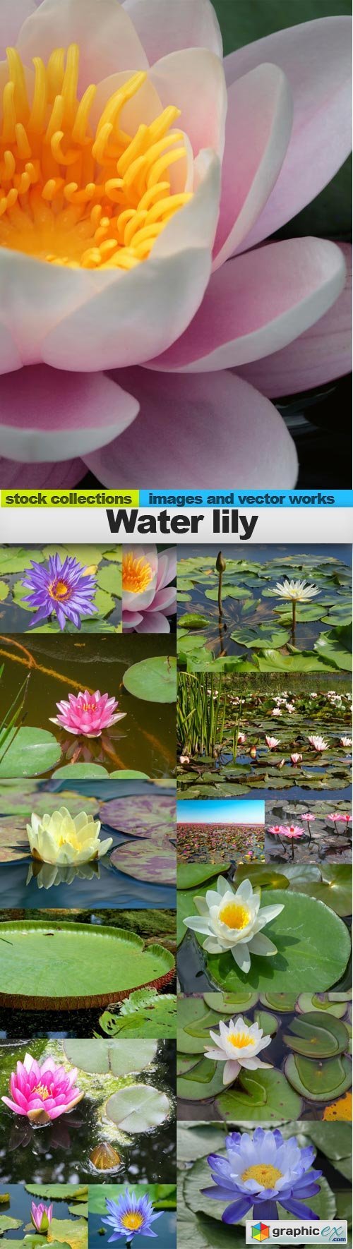 Water lily, 15 x UHQ JPEG