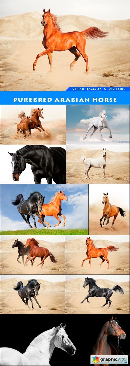 Purebred arabian horse 12X JPEG