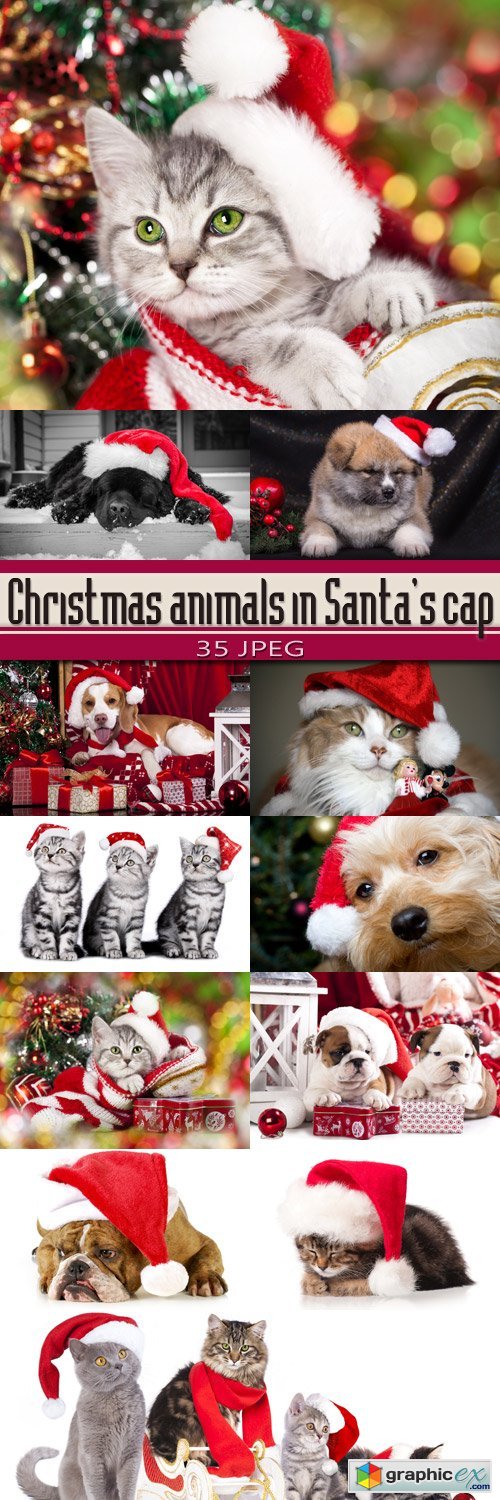 Christmas animals in Santa's cap
