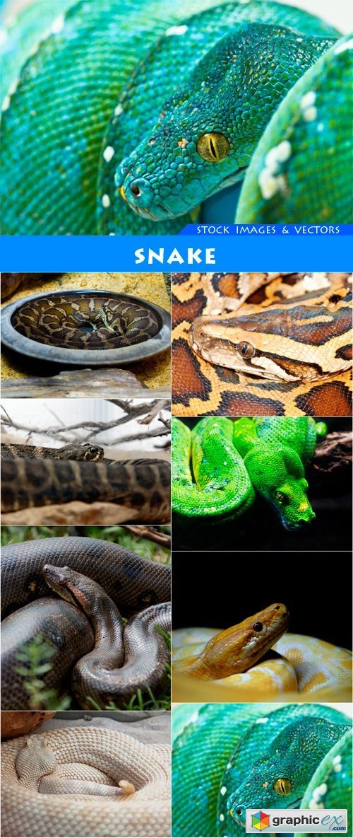 Snake 8X JPEG