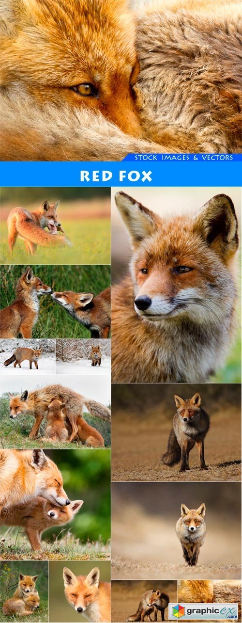 Red fox 13X JPEG