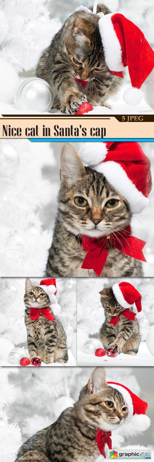 Nice cat in Santa's cap