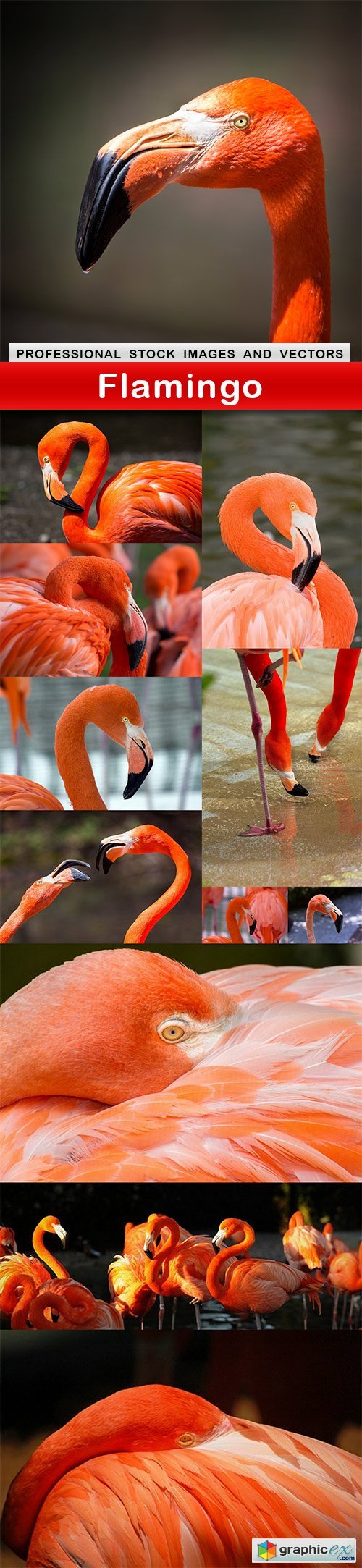 Flamingo - 12 UHQ JPEG