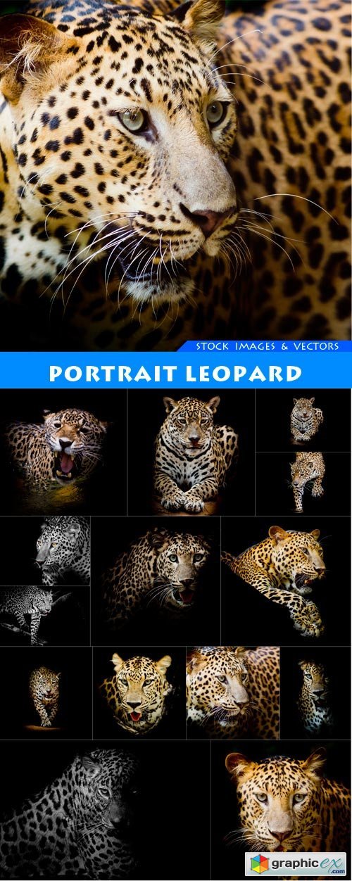 Portrait leopard 14X JPEG